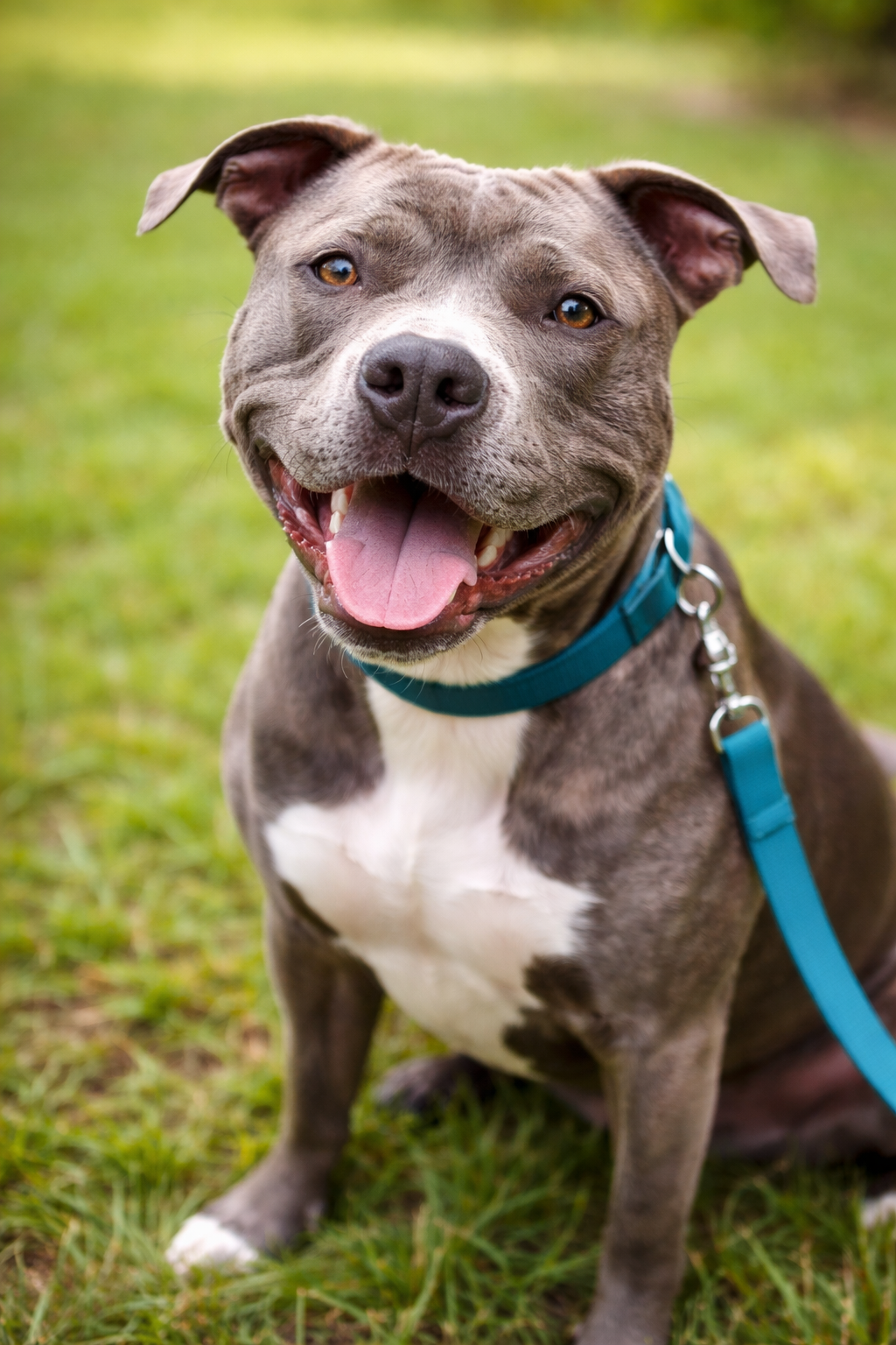 The Rescue Pit Bull Building Muscle