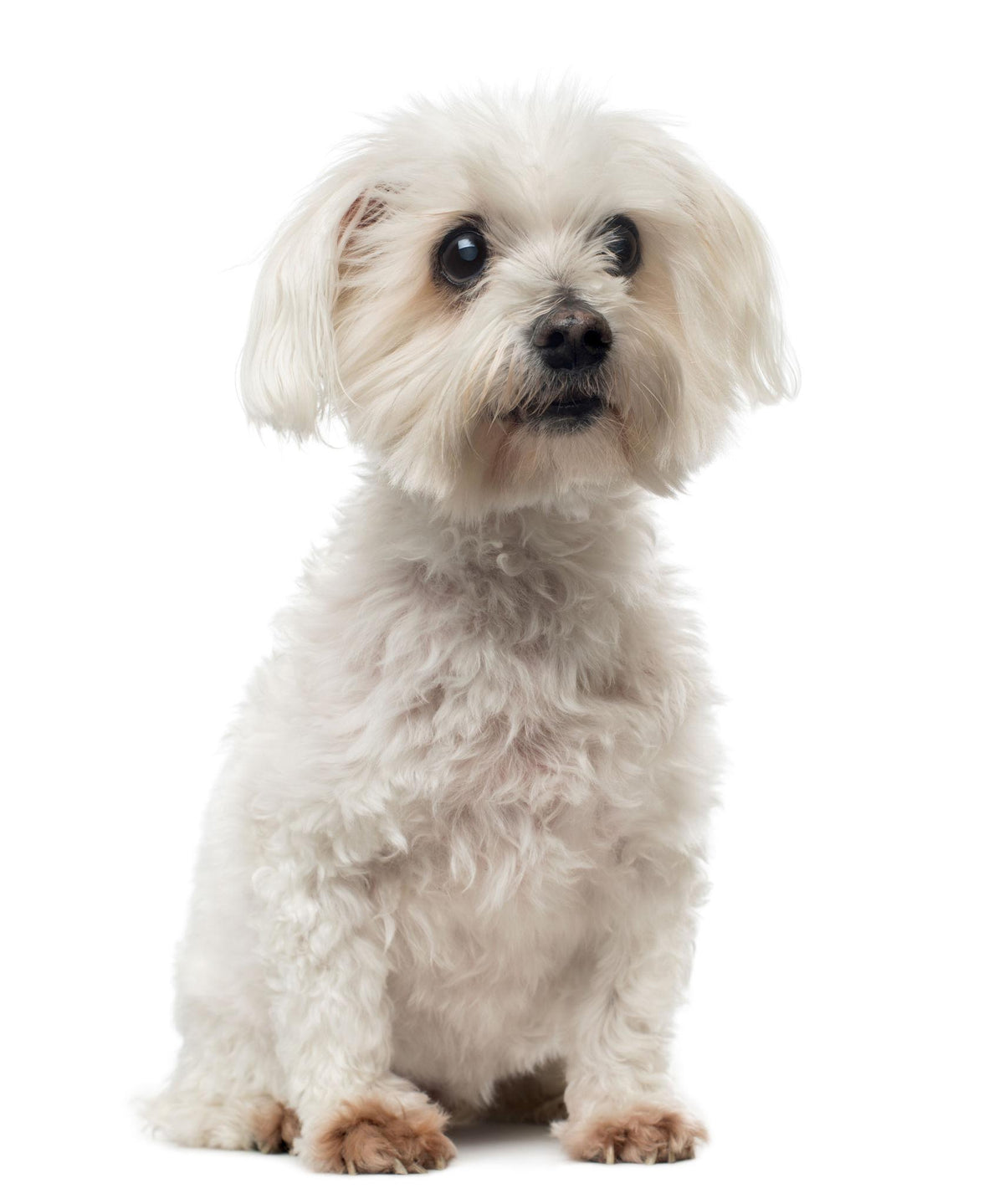 The Senior Maltese Who Eats Like a Bird